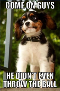 Dogs