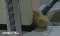 Dogs