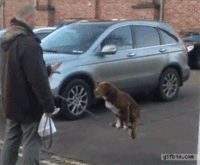 Dogs