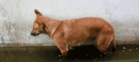 Dogs