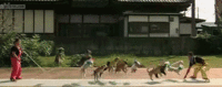 Dogs