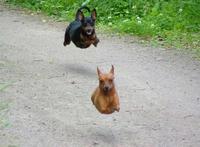 Dogs