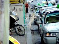 Dogs