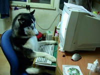Dogs