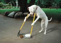Dogs
