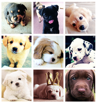 Dogs
