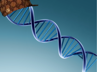 Scumbag DNA