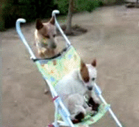 Dogs
