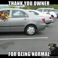Dogs