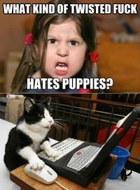 Cats