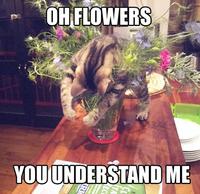 LOLcats