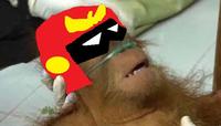 Dying Orangutan
