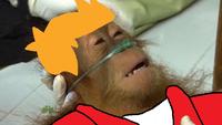 Dying Orangutan