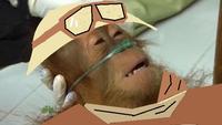 Dying Orangutan