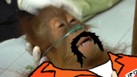Dying Orangutan