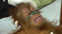 Dying Orangutan
