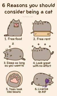 Cats