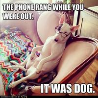 Yes, This is Dog