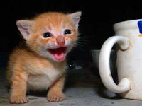 Cats