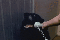 Yes, This is Dog