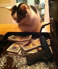 CashCats