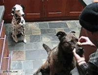 Dogs