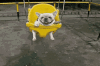 Dogs