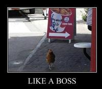 Like A Boss