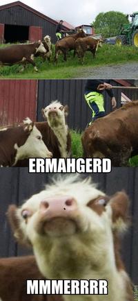 Ermahgerd
