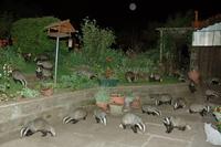 Badger Badger Badger