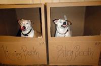Dogs