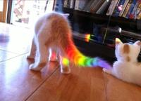 Nyan Cat / Pop Tart Cat