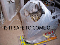 Cats