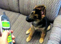 Dogs