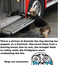 Dogs