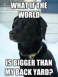 Dogs