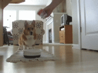 Dogs