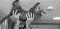 Spider-Pig / Harry Plopper