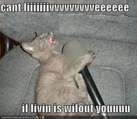 LOLcats