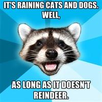 Lame Pun Coon