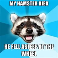 Lame Pun Coon