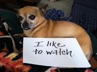 Dogshaming