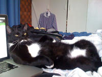 Cats