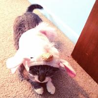Cats