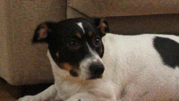 Dogs