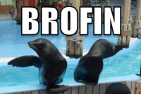 Bronies