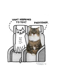 Cats