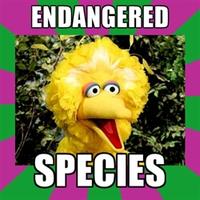 Fired Big Bird / Mitt Romney Hates Big Bird
