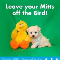 Fired Big Bird / Mitt Romney Hates Big Bird