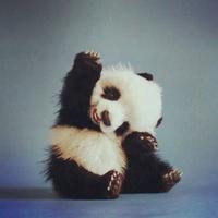 Cute Animals